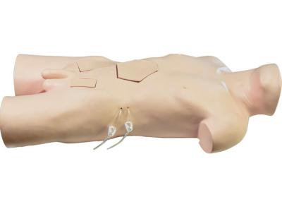 China PVC Torso Surgery Training Model For Medical School Training for sale