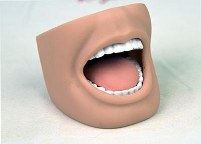 中国 歯科看護の人体摸型の完全な歯ISO 9001-2000の大人の口モデル 販売のため