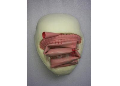 China Environmental Friendly PVC Medical Training Simulators Anastomosis Bowel Model for sale