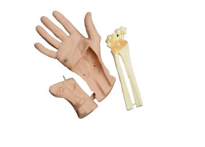 China Wrist Arthroscopy operation human head anatomy model for nursing shool student for sale