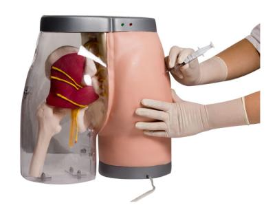 China Transparent Intramuscular Injection Training Buttocks for sale