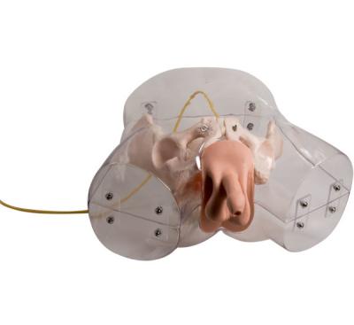 China Adult Transparent Male Urethral Catheterization Simulator for sale
