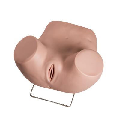 China Modelo ginecológico With Replacement Cervicals del examen del PVC en venta