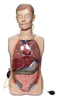 Chine Simulateurs transparents de lavage gastrique avec des organes d'Anatony pour la formation clinique à vendre