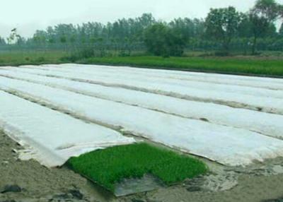 Κίνα Ύφασμα κάλυψης γεωργίας Spunbond μη υφαμένο, υφάσματα τοπίων PP για το θερμοκήπιο προς πώληση
