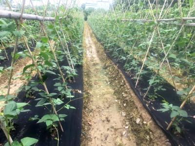 China Cubierta de tierra plástica negra de la mala hierba del huerto de la tela agrícola del bloque en venta