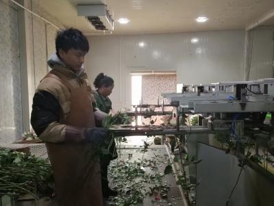 Китай Цветок Focusight CE сортируя оборудование 8000 ветвей в час продается