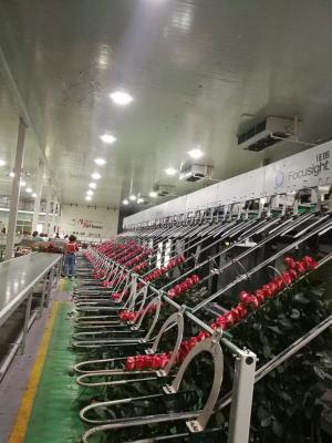 China Flower Sorting Automated Focusight Inspection Machine for sale