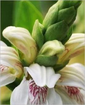 China 2017 Professional product Adhatoda vasica Nees Extract/ Adhatoda vasica Extract 5:1 10:1 for sale
