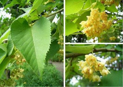 China Natural 10:1 linden flower extract/ Tilia Cordata Extract/ Tilia Vulgaris Extract for sale