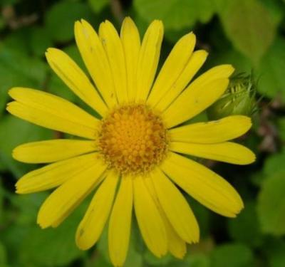 China Good quality Arnica Flower Extract, Arnica Montana Flower Extract 10:1 TLC for sale