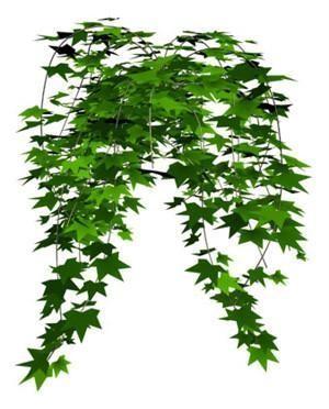 China Ivy extract/ Hedera Helix Extract for sale