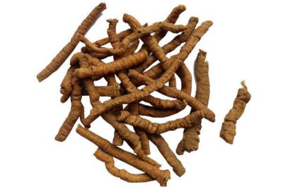 China China Polygala Root P.E., Polygala tenuifolia root Extract, Thinleaf Milkwort Root Extract for sale