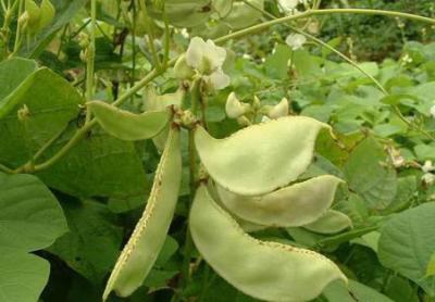 China Enhance immune 10:1 TLC White Hyacinth Bean extract/Semen Dolichoris Album Extracts for sale