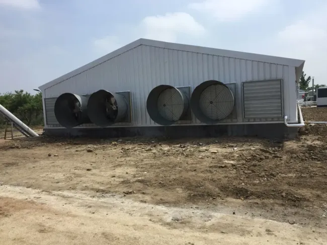 Steel Structure Chicken House