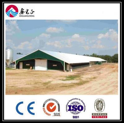 China Sistema automático de línea de alimentación de suelo de pollos de engorde personalizado con estructura de acero en venta