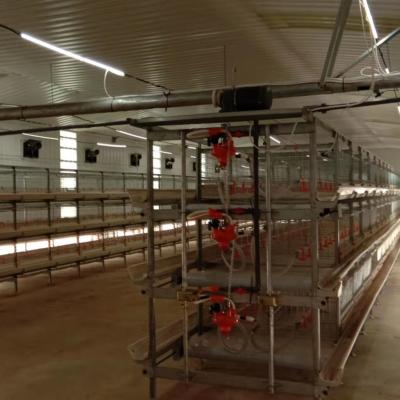 China Automatisches Fütterungssystem für Broiler Die ideale Lösung für Geflügelfarmen zu verkaufen