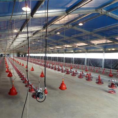 중국 가축 생산 라인을위한 우수한 환기 상호 연결 브로일러 바닥 시스템 판매용