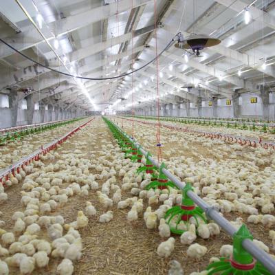 China Cheap Construction Steel Structure Building Poultry Farm Chicken House à venda