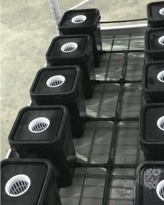China La alta producción Aeroponic de las plantas médicas crece la contaminación de las cajas libre en venta