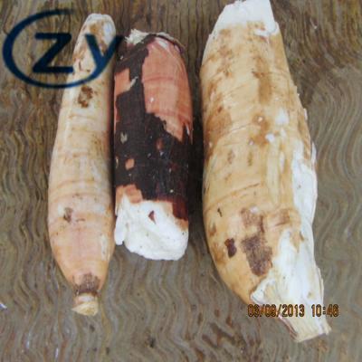 Chine Épluchage de manioc de l'acier inoxydable 304 et fabrication de tapioca de machine à laver à vendre