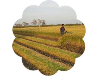 China Mini Reaper for Wheat/Rice/Soybean/Reed Harvesting  For Sale for sale