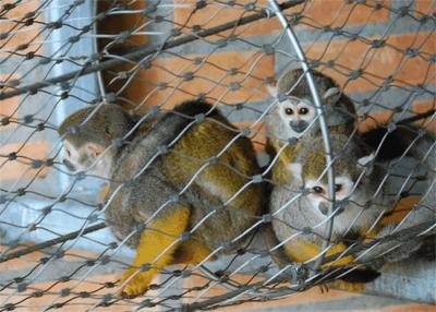 Chine Diamond Zoo Enclosure Mesh 60 maille tissée de câble métallique d'acier inoxydable de degré par 316 à vendre