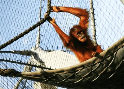 中国 AISIの動物園のエンクロージャの網2.5mmの習慣のステンレス鋼の304L金属の動物のエンクロージャ 販売のため