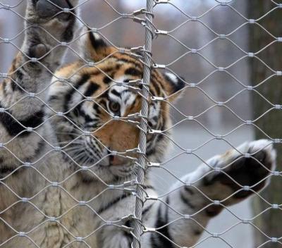China el alambre Mesh Animal Panels For Animal del parque zoológico de la pajarera de 25*25m m enjaula las cercas en venta