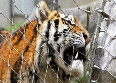 China Óxido modificado para requisitos particulares 1.5m m Cat Enclosure Netting al aire libre del negro de Tiger Wire Mesh AISI en venta