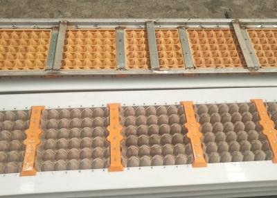 China A reciclagem de Europa desperdiça o ovo Tray Making Machine do papel 12holes à venda