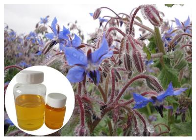 China Natural Extract Borage Oil Liquid Omega 6 , Borage Oil For Skin And Hair Hexane Refining for sale