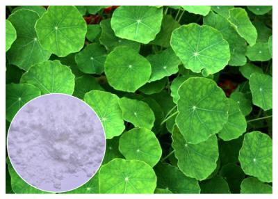 중국 반대로 선동적인 Gotu 콜라 잎 추출물, 자연적인 Centella Asiatica 잎 추출물 판매용