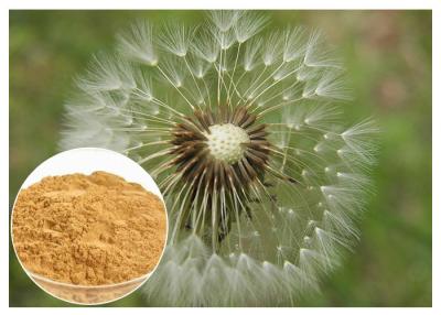 Chine Catégorie comestible de la CLHP 5% de couleur de Brown de poudre d'extrait d'usine de racine de pissenlit anti-vieillissement à vendre