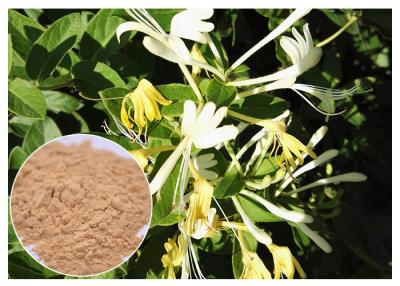 中国 反細菌の自然な花のエキスのクロロゲン酸5%のスイカズラの花のエキスの粉 販売のため