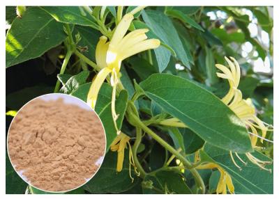 China Anti Inflammatory Honeysuckle Flower Extract , 5% Chlorogenic Acid Lonicera Japonica Extract for sale