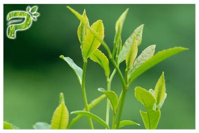 China Green Tea Plant Extract Powder Preventing Radical Symptoms Polyphenols 95% UV Test for sale