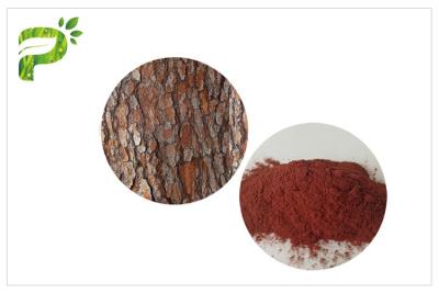 China Anti Oxidation Natural Dietary Supplements Proanthocyanidins PACs Pine Bark Extract for sale