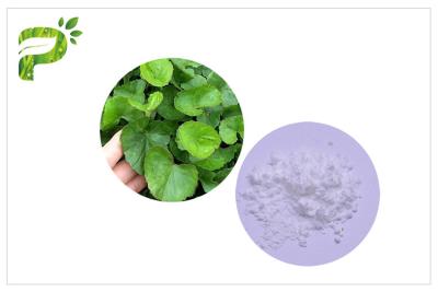 China White Gotu Kola Extract Powder , Centella Asiatica Leaf Extract For Skin Scars Repairing for sale