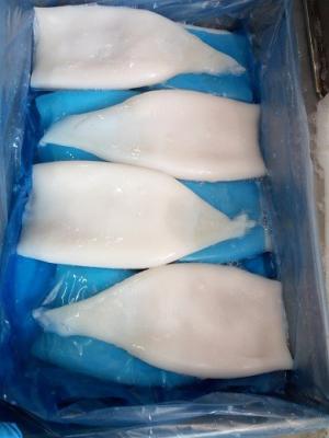 China Frozen Gigas/ Giant squid tube, interleaved packing for sale