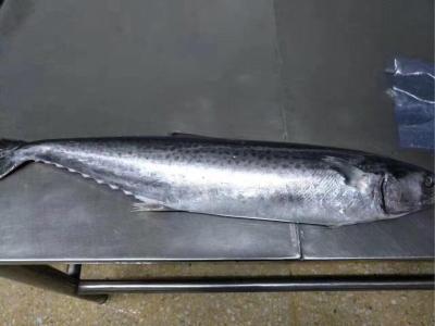 China Frozen spanish mackerel, king fish for sale