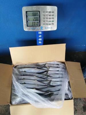 China Frozen spanish mackerel, king fish for sale