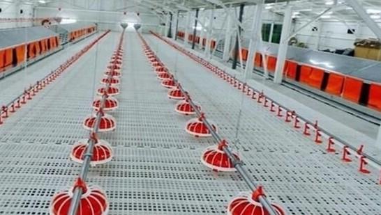 Duck Broiler 100% PP UV Poultry Slat Flooring 2