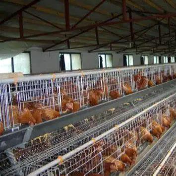 Quality Modern Design H Type Automatic Egg Poultry Farms Battery Layer Chicken Cages for sale