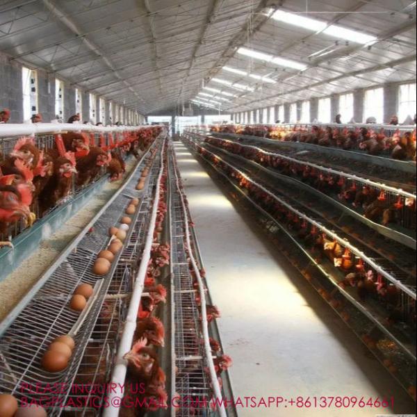 Quality Modern Design H Type Automatic Egg Poultry Farms Battery Layer Chicken Cages for sale