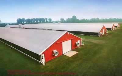 China Steel Structure Building Prefab Poultry Chicken House Poultry Shed Chicken Farm Building House For 10000 Chickens for sale