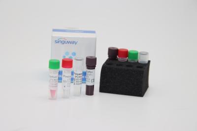 中国 BocaのウイルスのHBoV RT PCRの綿棒テスト キットISO9001量的な蛍光テストPCRのキット 販売のため