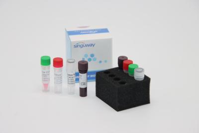 China ON treponema - jogo fluorescente do PCR do tempo real do PCR Kit Fast HCV do RT do vírus pallidum do TP à venda