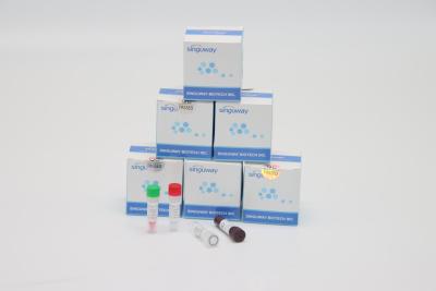 Китай Набора теста PCR RT вируса привратников желудка ISO9001 точность быстрого Helicobacter высокая продается