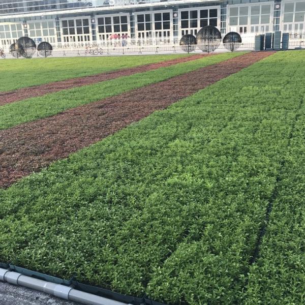 Quality Modern Green Roof Trays The Ultimate Solution for Planting Flowers and for sale